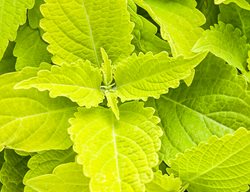 Colorblaze Lime Time Coleus, Electric Lime Coleus, Solenostemon Scutellarioides
Proven Winners
Sycamore, IL
