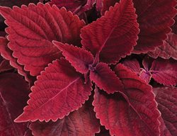 Colorblaze Rediculous Coleus, Red Coleus, Solenostemon Scutellarioides
Proven Winners
Sycamore, IL