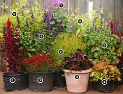 Colorful Container Gardens, Colorful Container Plants
Annie's Annuals & Perennials
Richmond, CA