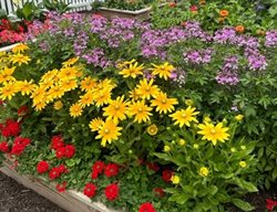 Colorful Cutting Garden
Garden Design
Calimesa, CA