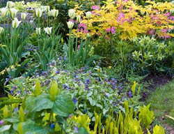 Colorful Ephemerals, Spring Ephemerals
Garden Design
Calimesa, CA