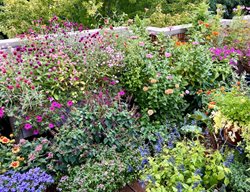 Colorful Flower Container Garden
Garden Design
Calimesa, CA