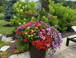 Colorful Flower Container Planting
Garden Design
Calimesa, CA