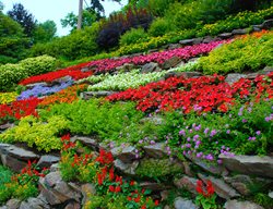 Colorful Flowers, Terraced Hillside
Garden Design
Calimesa, CA