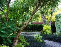  Colorful Foliage, Black Mondo Grass
Lillyvilla Gardens
Portland, OR