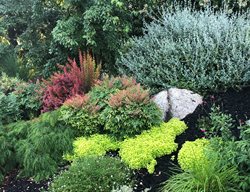 Colorful Foliage Garden Bed
Garden Design
Calimesa, CA