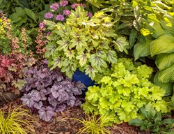 Colorful Foliage Plants
Proven Winners
Sycamore, IL