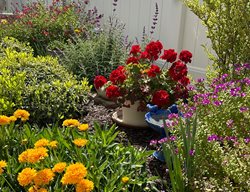 Colorful Garden
Garden Design
Calimesa, CA