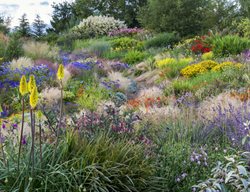 Colorful Garden, Kniphofia
Garden Design
Calimesa, CA