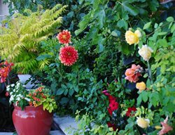 Colorful Garden Scene
Garden Design
Calimesa, CA