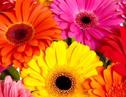 Colorful Gerbera Daisies
Shutterstock.com
New York, NY