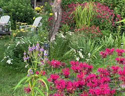 Colorful July Garden, Bee Balm
Garden Design
Calimesa, CA