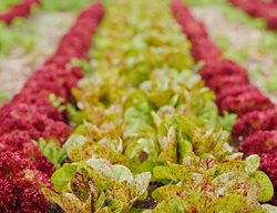 Colorful Lettuce, Flashy Trout Back Lettuce, Red Salanova Lettuce
The French Laundry Culinary Garden
Yountville, CA