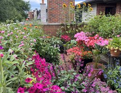 Colorful Rooftop Flower Garden
Garden Design
Calimesa, CA