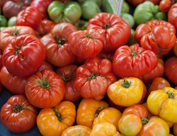 Colorful Tomatoes, Heirloom Tomatoes
Garden Design
Calimesa, CA