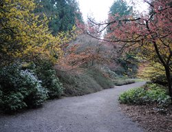 Colorful Witch Hazel Shrubs
Garden Design
Calimesa, CA