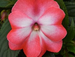Colorpower Peach Frost Impatiens, Peach Flower, Impatiens Flower
Ball Horticultural Company
Chicago, IL