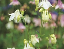 Columbine Flower, White Columbine
Garden Design
Calimesa, CA