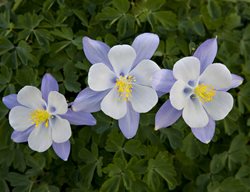 Columbine Flowers, Aquilegea
Shutterstock.com
New York, NY