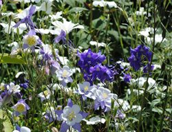 Columbine Flowers
Garden Design
Calimesa, CA