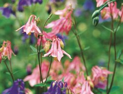Columbine Hybrids, Blended Columbines
Garden Design
Calimesa, CA