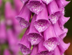 Common Foxglove, Pink Tubular Flowers, Digitalis
Garden Design
Calimesa, CA