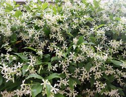 Common Jasmine, Jasminum Officinale
Shutterstock.com
New York, NY