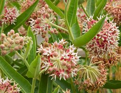 Common Milkweed, Asclepias Syriaca
Garden Design
Calimesa, CA
