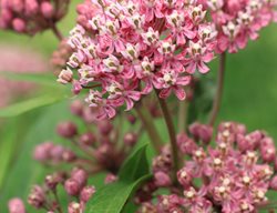 Common Milkweed, Asclepias Syriaca
Shutterstock.com
New York, NY
