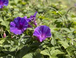 Common Morning Glory, Ipomoea Purpurea
Shutterstock.com
New York, NY