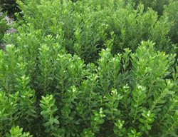 Compacta Inkberry Holly, Illex Glabra Compacta, Evergreen Shrub
Garden Design
Calimesa, CA