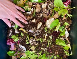 Compost Bin
Garden Design
Calimesa, CA