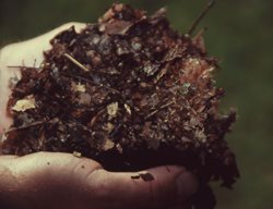 Compost
Garden Design
Calimesa, CA