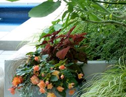 Concrete Planter, Container Garden
Garden Design
Calimesa, CA