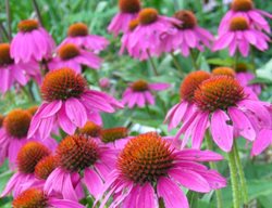 Coneflower, Echinacea Purpurea Powwow Wild Berry
Plant Paradise Country Gardens
Caledon, ON