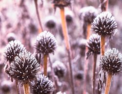 Coneflower Seed Heads, Coneflower In Winter
Shutterstock.com
New York, NY