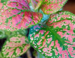 Confetti Compact Rose Hypoestes, Hypoestes Plant
Shutterstock.com
New York, NY