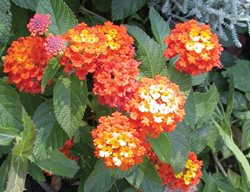 Confetti Lantana, Moni Plant
Millette Photomedia
