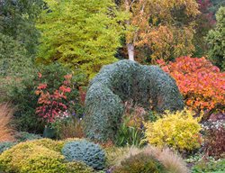 Conifer Extravaganza
Garden Design
Calimesa, CA