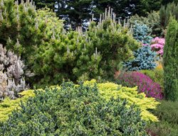 Conifers
Garden Design
Calimesa, CA