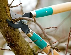 Consider Trimming Trees
Garden Design
Calimesa, CA