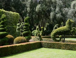 Contained_topiary
Garden Design
Calimesa, CA