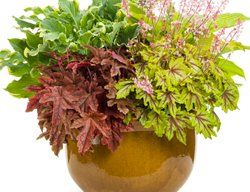 Container Combination With Heucherella
Proven Winners
Sycamore, IL