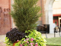 Container Combo
Proven Winners
Sycamore, IL