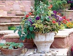 Container Flowers
Garden Design
Calimesa, CA