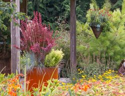 Container Gardening, Container Plants
Le-jardinet
Seattle, WA