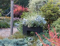 Container Gardening
Le-jardinet
Seattle, WA