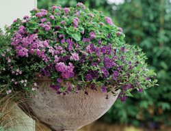 Container Gardens
Garden Design
Calimesa, CA