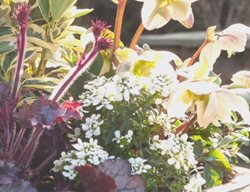 Container Planting
Garden Design
Calimesa, CA