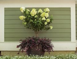 Container Planting With Loropetalum, Jazz Hands Variegated, Limelight Hydrangea 
Proven Winners
Sycamore, IL